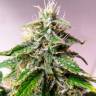 Auto Cheese feminised Dinafem Seeds