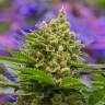 урожайные семена конопли Auto Sinevir regular