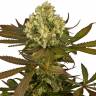 семена конопли индика Sour Blueberry feminised Humboldt Seeds