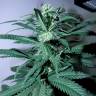 мощные семена конопли Psicodelicia feminised Sweet Seeds