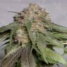 Head Band feminised Ganja Seeds купить дешевые семена марихуаны в интернете