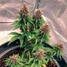 семена конопли почтой Auto Black Opium feminised Ganja Seeds