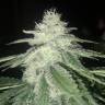 купить семена конопли дешево Brainstorm regular