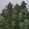 Night Queen feminised Dutch Passion Seeds