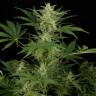 заказ семян конопли Auto Critical Jack feminised Dinafem Seeds