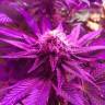 семена конопли f1 в оригинальной упаковке Super OG Kush feminised Pyramid Seeds