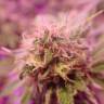 семена конопли элитных сортов Special Queen 1 feminised Royal Queen