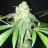 семена конопли медицинской S.A.D. Sweet Afgani Delicious CBD feminised Sweet Seeds