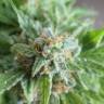Vertigo feminised Ganja Seeds купить смена каннабиса в России