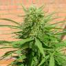 семена индийской конопли Auto Dr. Grinspoon feminised семена индийской конопли Auto Dr. Grinspoon feminised