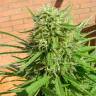 семена конопли Россия Auto Dr. Grinspoon feminised семена конопли Россия Auto Dr. Grinspoon feminised