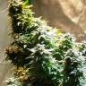 семена конопли белый русский Auto White Russian XXL feminised