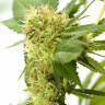 Orange Bud feminised Dutch Passion Seeds