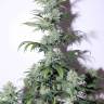 Big Kush feminised Dinafem Seeds