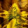 Big Kush feminised Dinafem Seeds