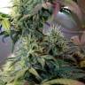 Big Kush feminised Dinafem Seeds