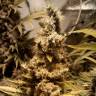 семена конопли Спб Original White Widow feminised Paradise Seeds