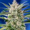 Семена марихуаны Auto Crystal Candy feminised Ganja Seeds Семена марихуаны Auto Crystal Candy feminised Ganja Seeds