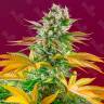 Gorilla Girl feminised Ganja Seeds