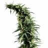семена конопли элитных сортов Hawaiian Snow feminised Green House Seeds