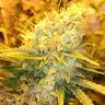 семена конопли курьером Sensi Star feminised Paradise Seeds
