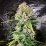семена конопли для курения Sensi Star feminised Paradise Seeds