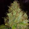 семена конопли для выращивания Sensi Star feminised Paradise Seeds