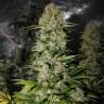 семена конопли марихуаны Sensi Star feminised Paradise Seeds