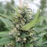 качественные семена конопли San Fernando Lemon Kush feminised Sweet Seeds