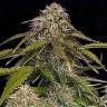 доставка семян конопли Auto Gorilla Glue CBD feminised Ganja Seeds доставка семян конопли Auto Gorilla Glue CBD feminised Ganja Seeds