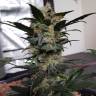 Auto Super Mazar feminised Ganja Seeds