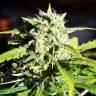 Outlaw Amnesia feminised Dutch Passion Seeds