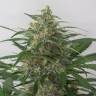 семена конопли автоцвет Auto Moby Dick XXL feminised Dinafem Seeds