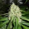 семена конопли для курения Blackberry feminised Nirvana Seeds