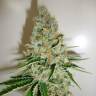 семена конопли для выращивания Blackberry feminised Nirvana Seeds