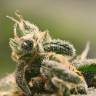 семена конопли феминизированные Honey Cream (Fast Flowering) feminised Royal Queen