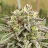 мощные семена конопли Auto Think Big feminised Ganja Seeds