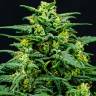 купить семена конопли Auto Think Big feminised Ganja Seeds