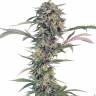 Auto Psylocke feminised GanjaVIP Seeds Auto Psylocke feminised GanjaVIP Seeds
