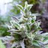 Auto Psylocke feminised GanjaVIP Seeds Auto Psylocke feminised GanjaVIP Seeds