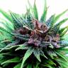 Auto Psylocke feminised GanjaVIP Seeds Auto Psylocke feminised GanjaVIP Seeds