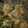 Blue Kush feminised Dinafem Seeds