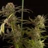 Blue Kush feminised Dinafem Seeds