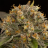 Blue Kush feminised Dinafem Seeds
