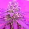 семена конопли для курения Kings Kush regular Ganja Seeds