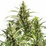 конопля семена сорта заказать Auto Original Amnesia feminised Dinafem Seeds