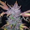 где можно заказать семена конопли Auto LSD-25 feminised Fast Buds