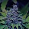 семена индийской конопли Sweet Purple feminised Paradise Seeds