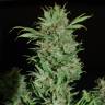семена конопли для посадки купить Wembley feminised Pyramid Seeds