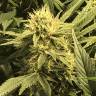 семена конопли для курения Wembley feminised Pyramid Seeds